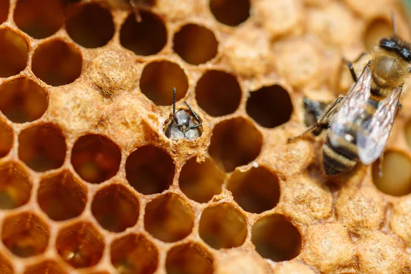 Macro foto van werkbijen op honingraten. imago van bijenteelt en honingproductie — Stockfoto