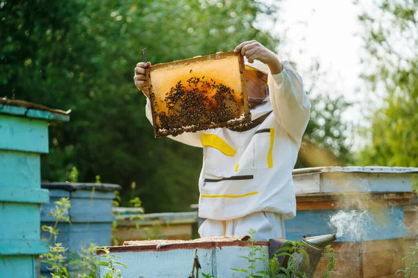 Apiculteur travaille avec les abeilles dans le rucher — Photo