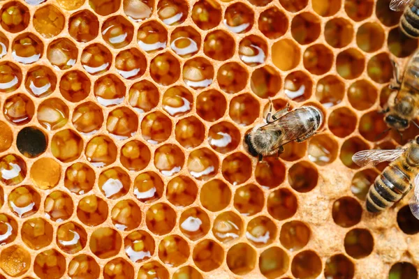 Macro foto de abejas que trabajan en panales. Imagen apicultura y producción de miel —  Fotos de Stock