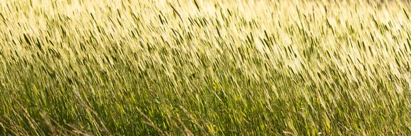 夏の麦畑 美しい背景 — ストック写真