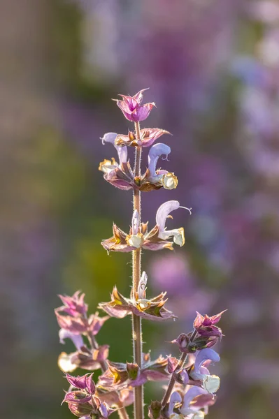 Fiori Salvia Campo Provenza Fiori Medicinali Bellissimo Sfondo — Foto Stock