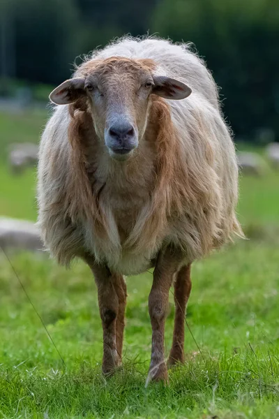 Egy Birka Egy Mezőn Fizet Baszk Profil — Stock Fotó