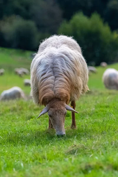 現金で畑の羊一頭が — ストック写真