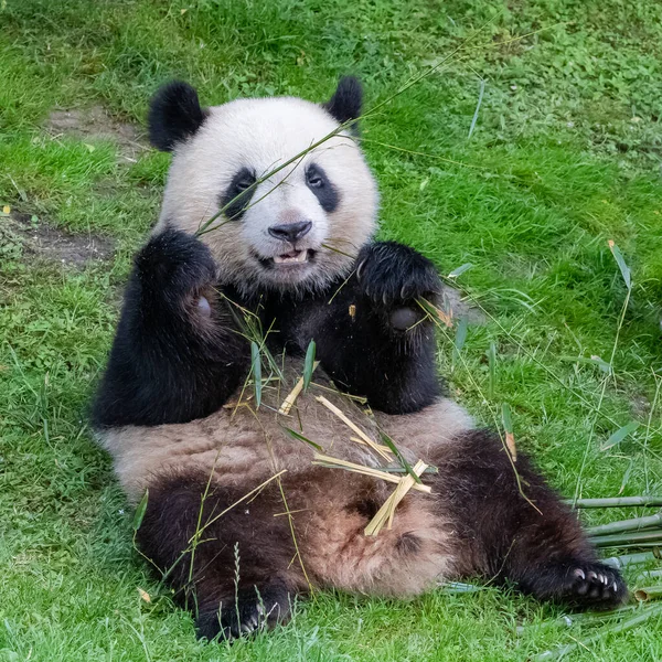 Obří Pandy Medvědí Pandy Panda Jeho Matka Jedí Bambus — Stock fotografie