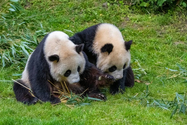 Jonge Reus Panda Eten Bamboe Het Gras Portret — Stockfoto