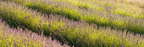 Ett Träd Isolerat Ett Lavendelfält Provence Färgglatt Landskap Våren — Stockfoto