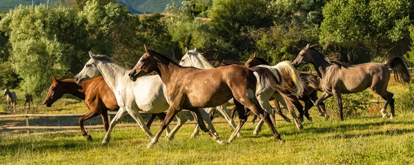 Cavalo de pônei linha arte desenho, cavalo, cavalo, animais, égua