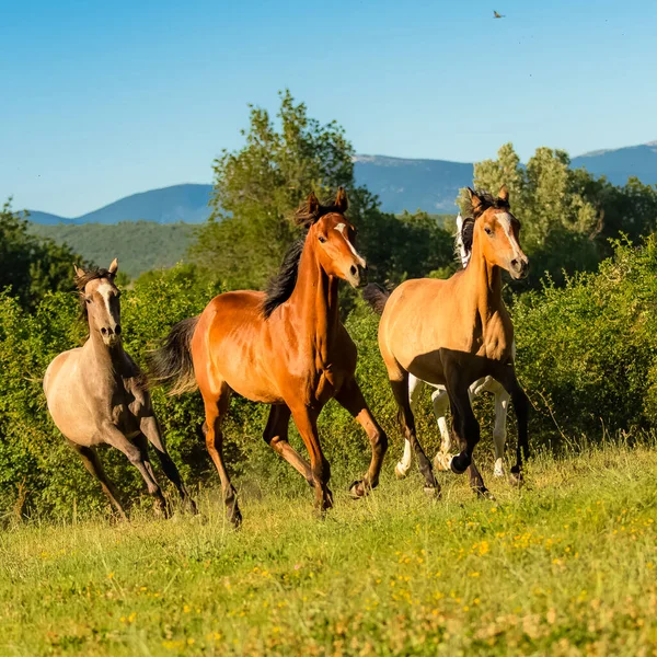 Manada Caballos Razas Puras Corriendo Campo —  Fotos de Stock