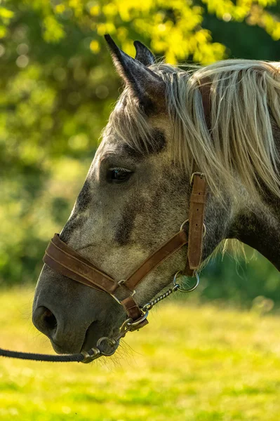 Plnokrevný Kůň Stojící Poli Provence — Stock fotografie