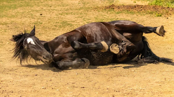 Caballo Marrón Pura Sangre Rodando Por Suelo —  Fotos de Stock