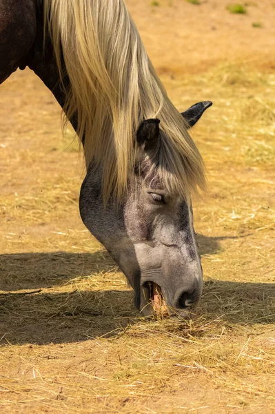 Cheval Pur Sang Avec Crinière Blonde Mangeant Foin — Photo