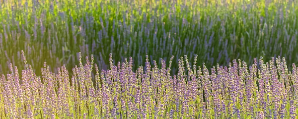 Lavendelfält Provence Färgglatt Landskap Våren — Stockfoto