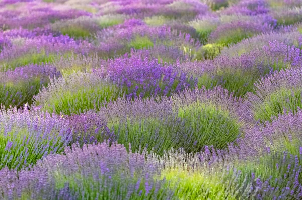 Lavendelfeld Der Provence Schönes Licht Bei Sonnenuntergang — Stockfoto