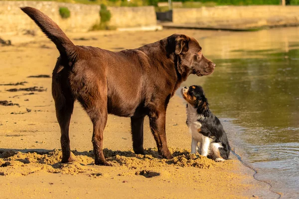 Een Hond Cavalier Koning Charles Een Schattige Puppy Spelen Het — Stockfoto
