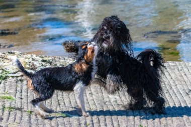 Süvari bir köpek kralı Charles, kumsalda Shih Tzu ile oynayan şirin bir köpek yavrusu.