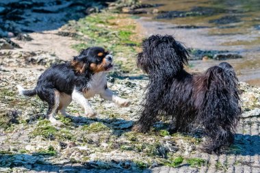 Süvari bir köpek kralı Charles, kumsalda Shih Tzu ile oynayan şirin bir köpek yavrusu.