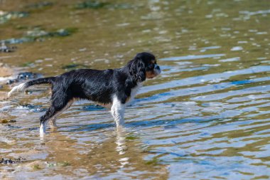 Süvari bir köpek Kral Charles, denizde yüzen şirin bir köpek yavrusu.