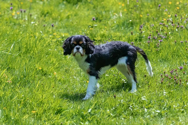 庭に立って小さな花を食べ犬の騎兵王チャールズ かわいい子犬 — ストック写真