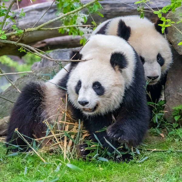 Jonge Reus Panda Eten Bamboe Het Gras Portret — Stockfoto