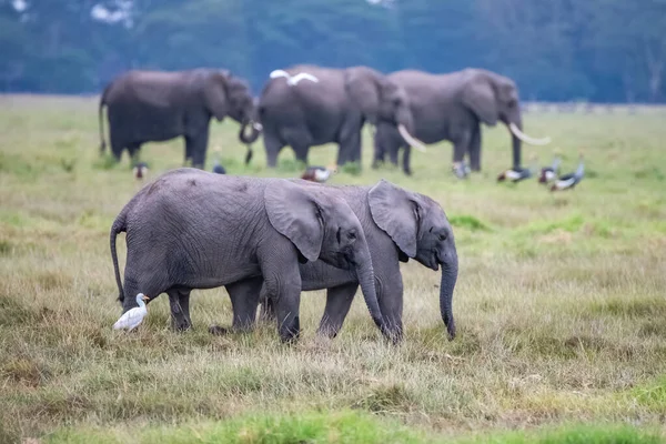 Два Молодых Слона Играющих Стаде Смешные Животные Парке Амбосели Кении — стоковое фото