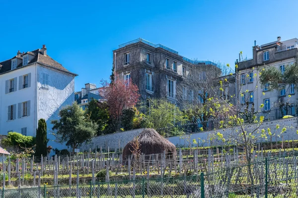 Paris Vineyards Montmartre Spring — Stock Photo, Image