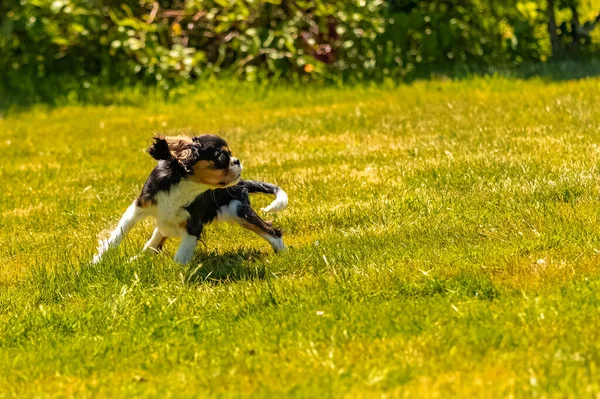 犬の騎兵キングチャールズ 庭のかわいい子犬の肖像画 — ストック写真