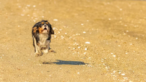 Dog Cavalier King Charles Cute Puppy Running Beach — Stock Photo, Image