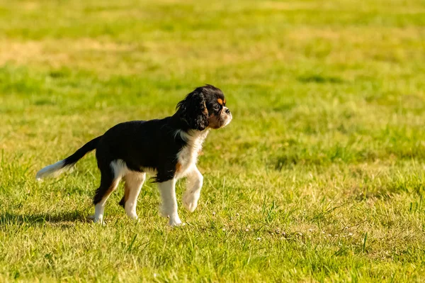 庭に立っているかわいい子犬 チャールズ王犬の騎兵 — ストック写真