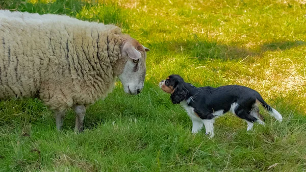 Ένα Πρόβατο Και Ένα Σκυλάκι Πρόσωπο Πρόσωπο Και Κοιταχτείτε — Φωτογραφία Αρχείου