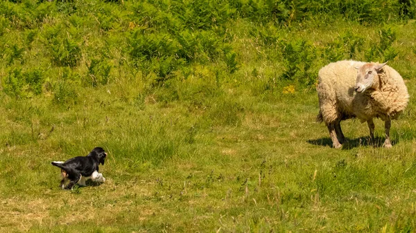 Una Oveja Perro Pequeño Cara Cara Miran Entre — Foto de Stock