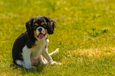 Süvari bir köpek kralı Charles, bahçede oturmuş dilini uzatan sevimli bir köpek yavrusu.