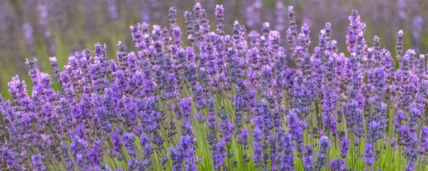 Lavender Field Provence Beautiful Light Sunset — Stock Photo, Image