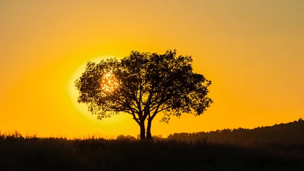 Baum Sonnenuntergang Der Provence Farbenfrohe Landschaft — Stockfoto