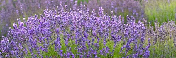 Campo Lavanda Provenza Hermosa Luz Atardecer — Foto de Stock