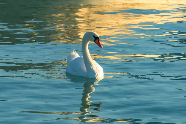 Один Красивый Белый Лебедь Плавающий Спокойной Воде — стоковое фото