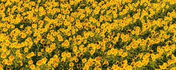 Zonnebloemen Veld Volle Zon Provence Gele Achtergrond — Stockfoto