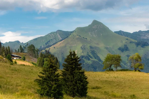 Fransa Daki Alpler Dağları Ilkbaharda Ineklerle Dolu Güzel Bir Manzara — Stok fotoğraf