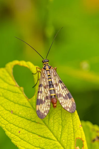 Scorpionfly Podivný Hmyz Listu — Stock fotografie