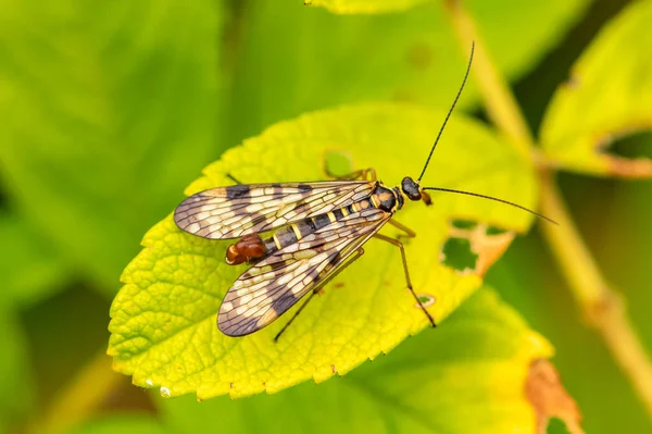 Scorpionfly Podivný Hmyz Listu — Stock fotografie