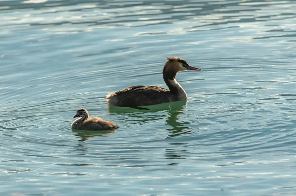 Great Crested Grebe Podiceps Cristatus Grebe Chick Lake — Stock Photo, Image