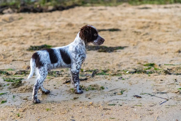 一只英国猎犬 一只在海滩上玩耍的可爱的小狗 — 图库照片