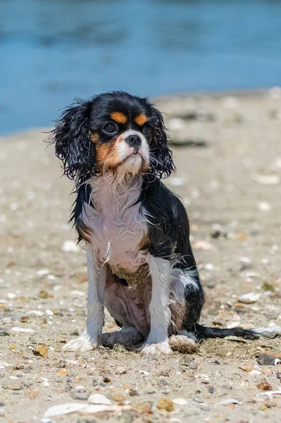 Cane Cavaliere Charles Cucciolo Bagnato Seduto Sulla Sabbia — Foto Stock