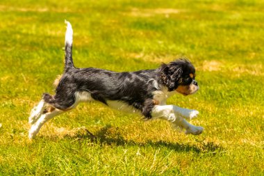 Süvari bir köpek Kral Charles, bahçede koşan şirin bir köpek yavrusu.