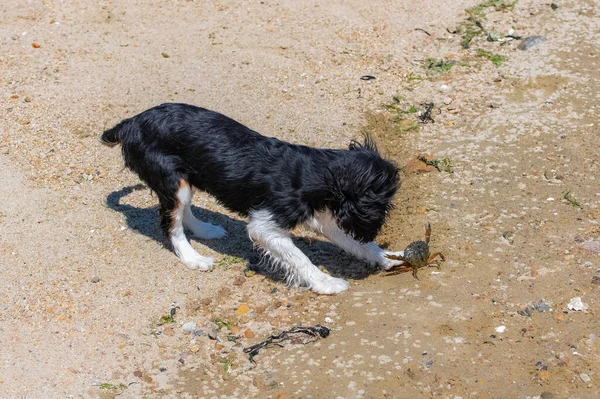 Dog Cavalier King Charles Cute Puppy Fighting Crab — Stock Photo, Image