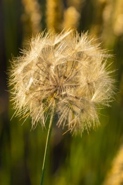 Bir karahindiba çiçeği, güzel bir arka plan.