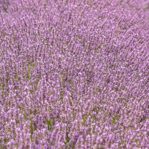 Levandulové Pole Provence Fialové Pozadí — Stock fotografie