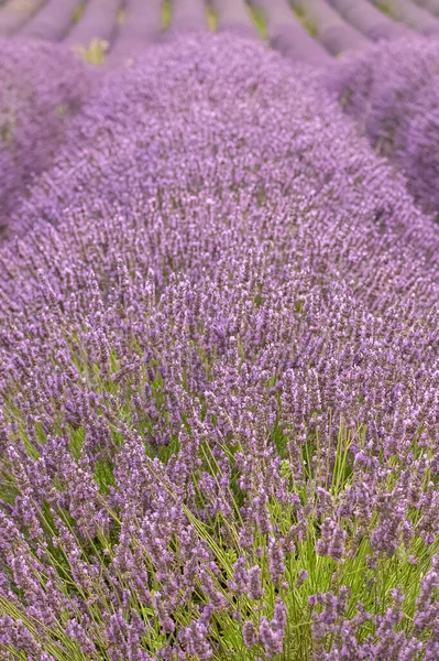 Campo Lavanda Provenza Fondo Púrpura —  Fotos de Stock