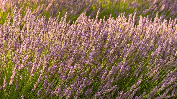 Lavender field in Provence, purple background