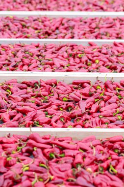 Espelette biberleri Bask ülkesindeki bir serada kurutuldu.