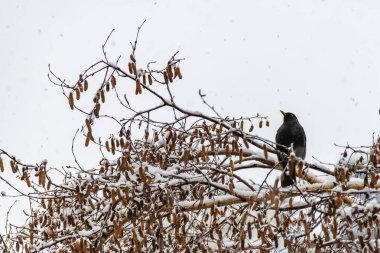 Karatavuk, Turdus Merula, karların altındaki bir ağaca tünemiş.